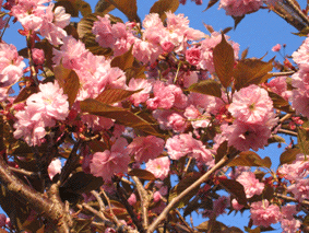 Kirschblüten