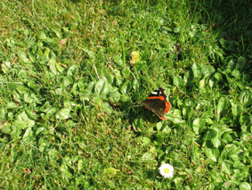 Schmetterling